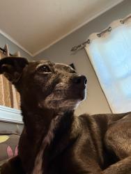 Lost Female Dog last seen Benton/Winchester Cli ton Keith /Auld in Murrita CA 92563just off the freeway, Murrieta, CA 92563
