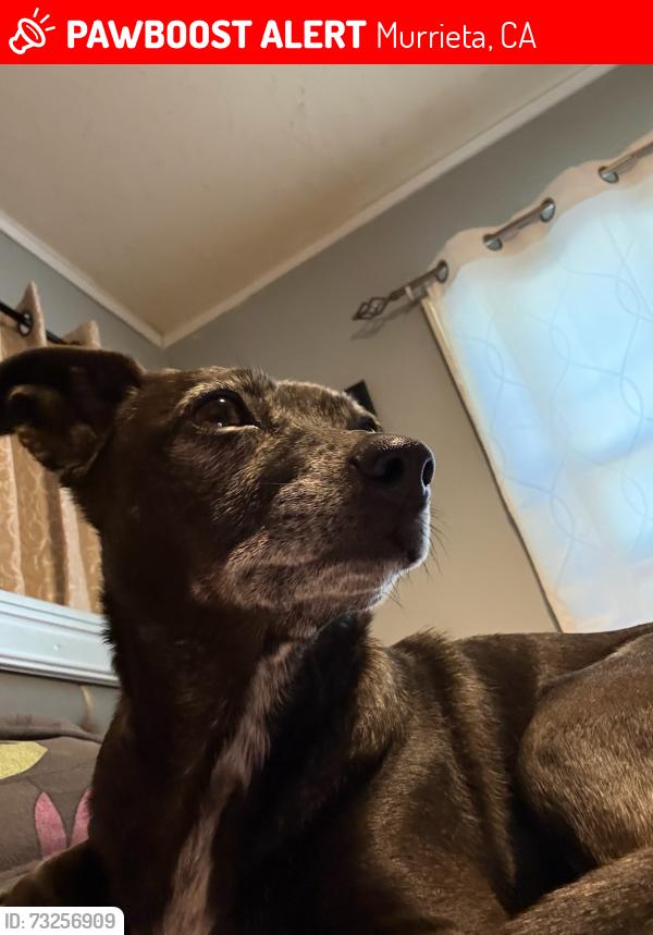Lost Female Dog last seen Benton/Winchester Cli ton Keith /Auld in Murrita CA 92563just off the freeway, Murrieta, CA 92563