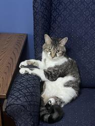 Lost Female Cat last seen Stonehenge ct Pickerington ohio, Pickerington, OH 43147