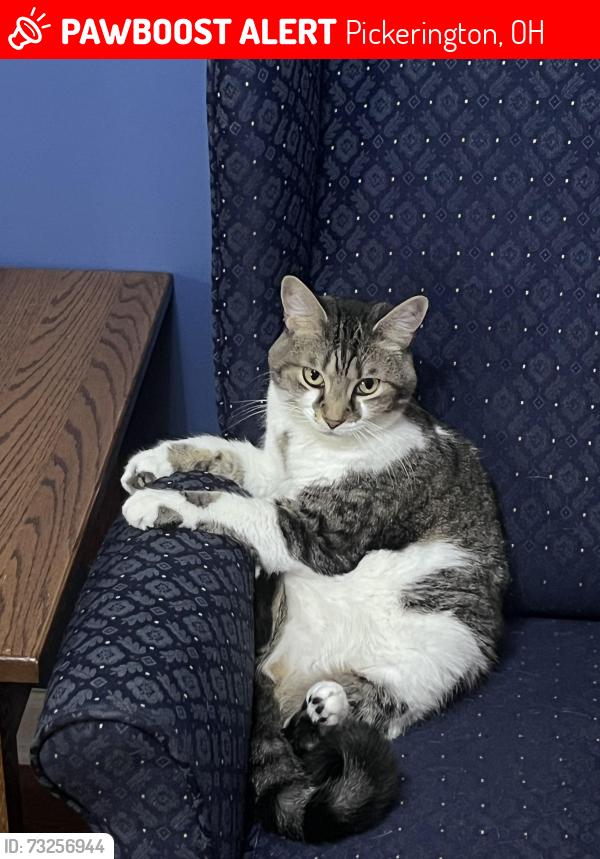 Lost Female Cat last seen Stonehenge ct Pickerington ohio, Pickerington, OH 43147