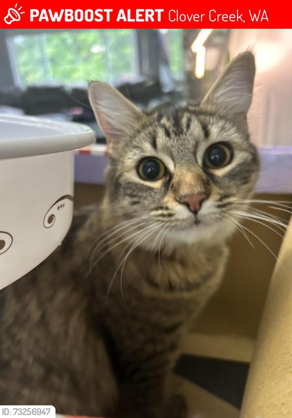 Lost Female Cat last seen Golden given and 127th street east, Clover Creek, WA 98445