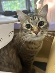 Lost Female Cat last seen Golden given and 127th street east, Clover Creek, WA 98445