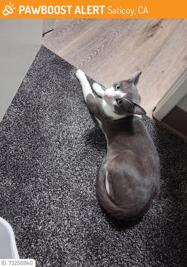 Found/Stray Male Cat last seen Newcastle saticoy, Saticoy, CA 93004