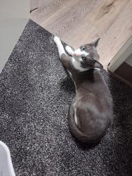 Found/Stray Male Cat last seen Newcastle saticoy, Saticoy, CA 93004