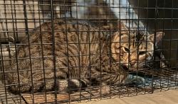 Found/Stray Male Cat last seen Wilkesboro hwy, Statesville, NC 28625