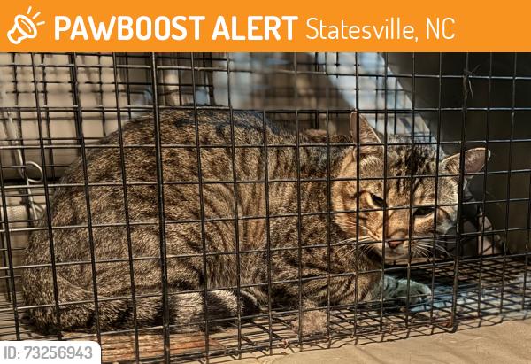 Found/Stray Male Cat last seen Wilkesboro hwy, Statesville, NC 28625