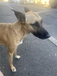 Reunited Unknown Dog last seen St John’s Road sw19, Greater London, England SW19 4HP