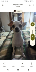 Lost Female Dog last seen Old fire station, Homestead Valley, CA 92285