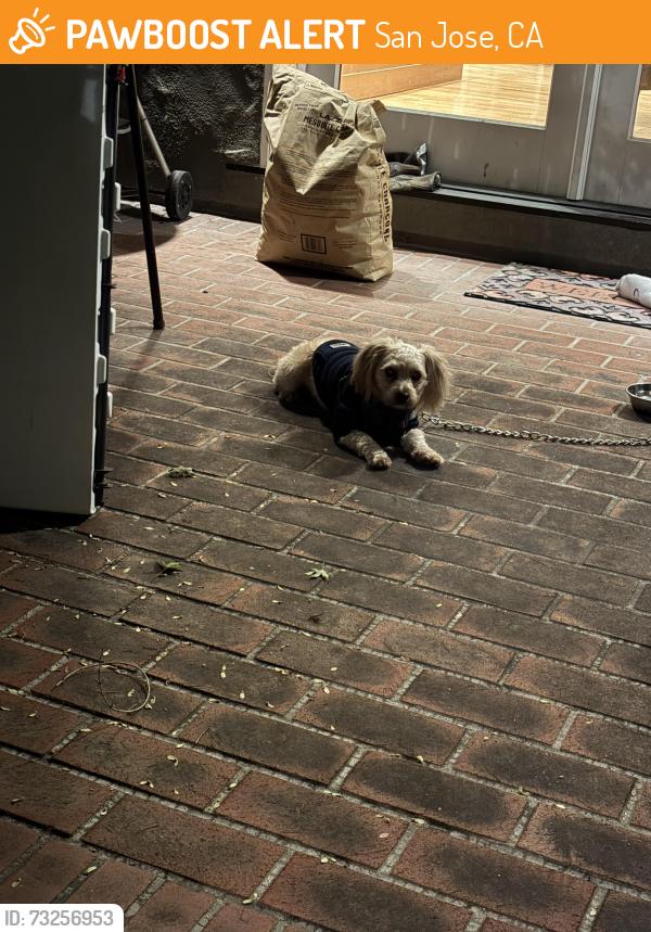 Found/Stray Unknown Dog last seen Hanchett avenue Between Park Avenue and the Alameda, San Jose, CA 95126