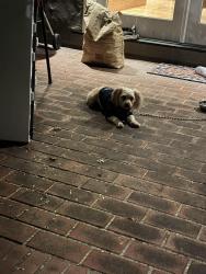 Found/Stray Unknown Dog last seen Hanchett avenue Between Park Avenue and the Alameda, San Jose, CA 95126