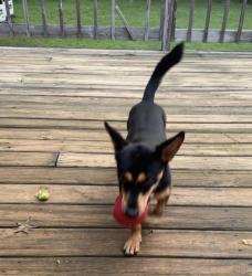 Lost Male Dog last seen Crossville rd, Roswell, GA 30075