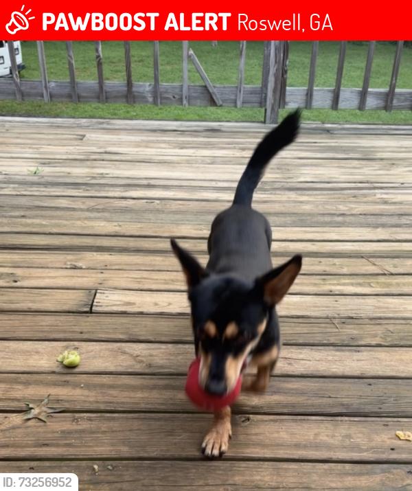 Lost Male Dog last seen Crossville rd, Roswell, GA 30075
