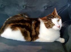Lost Male Cat last seen Elizabeth Baptist church, Marietta, GA 30066