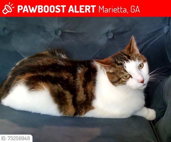 Lost Male Cat last seen Elizabeth Baptist church, Marietta, GA 30066