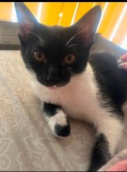 Reunited Male Cat last seen Near Cahuenga Rd, Victorville, CA 92394, USA, Victorville, CA 92394