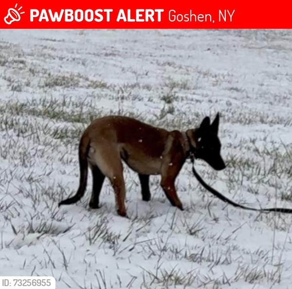 Lost Female Dog last seen Pulaski hwy, Goshen, NY 10924