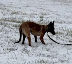 Lost Female Dog last seen Pulaski hwy, Goshen, NY 10924