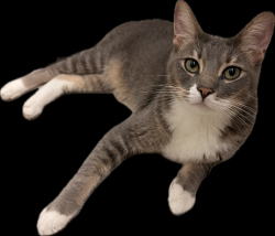 Reunited Male Cat last seen Twin Knolls Dr and Butterfield Ranch Rd, Chino Hills, CA 91709
