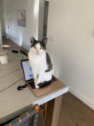 Reunited Male Cat last seen Via San Clemente, Carlsbad, CA 92009
