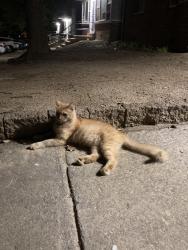 Lost Male Cat last seen Quebec Terrace silver spring md 20903, Silver Spring, MD 20903