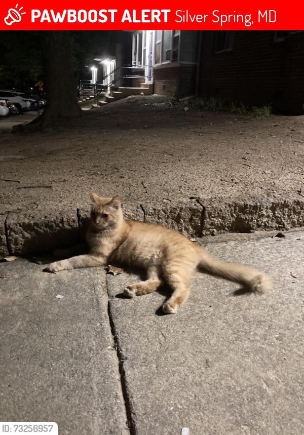 Lost Male Cat last seen Quebec Terrace silver spring md 20903, Silver Spring, MD 20903