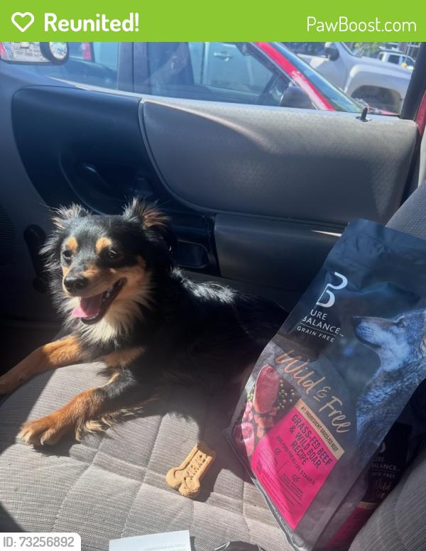 Reunited Male Dog last seen Near Ray's in gold hill Oregon, Gold Hill, OR 97525