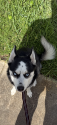Reunited Male Dog last seen Murrow st and Ivory Terrace, New Port Richey, FL 34655