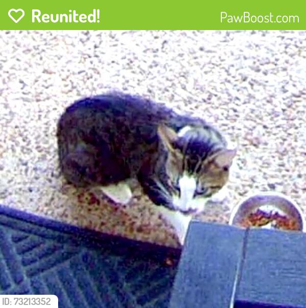 Reunited Unknown Cat last seen Apison Pike and little Debbie Parkway, Collegedale, TN 37363