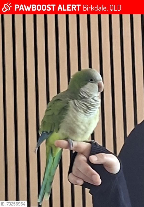Lost Female Bird last seen Lost near town hses in Kensington Place, Birkdale, QLD 4159