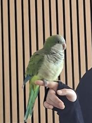 Lost Female Bird last seen Lost near town hses in Kensington Place, Birkdale, QLD 4159
