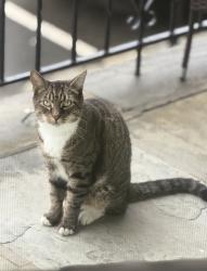 Reunited Female Cat last seen 6th St, Harrison, NJ 07029, USA, Harrison, NJ 07029