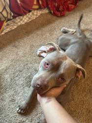 Lost Female Dog last seen Dublin Modern Dentistry, Colorado Springs, CO 80923