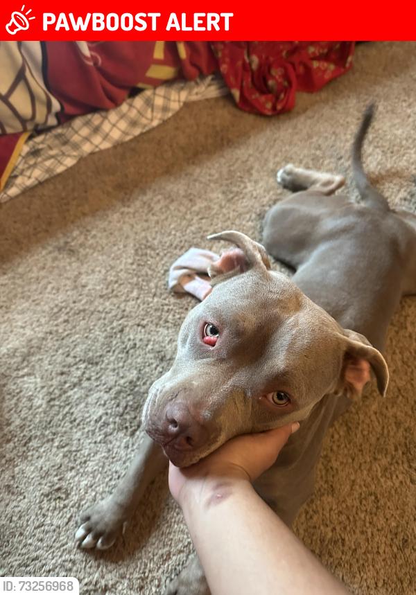 Lost Female Dog last seen Dublin Modern Dentistry, Colorado Springs, CO 80923
