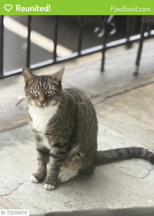 Reunited Female Cat last seen 6th St, Harrison, NJ 07029, USA, Harrison, NJ 07029