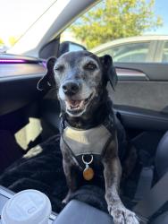 Reunited Male Dog last seen Near Vía Blanca, San Jose, CA 95139, USA, San Jose, CA 95139