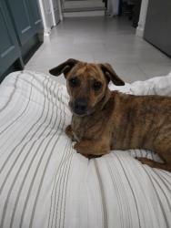 Reunited Male Dog last seen Northshore golf course, Tacoma, WA 98422