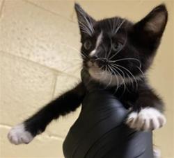 Shelter Stray Male Cat last seen BELL AVE & MAY ST, 2127 Front St, Sacramento, CA 95818, USA