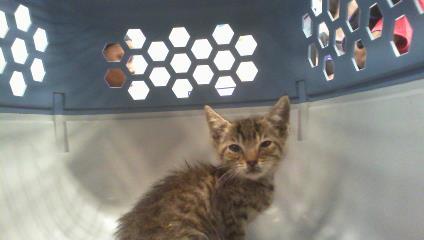 Shelter Stray Male Cat last seen CHARLOTTE, 8315 Byrum Dr, Charlotte, NC 28217, USA