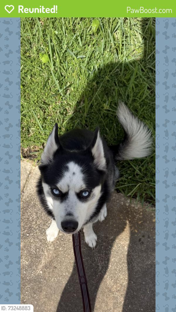 Reunited Male Dog last seen Murrow st and Ivory Terrace, New Port Richey, FL 34655
