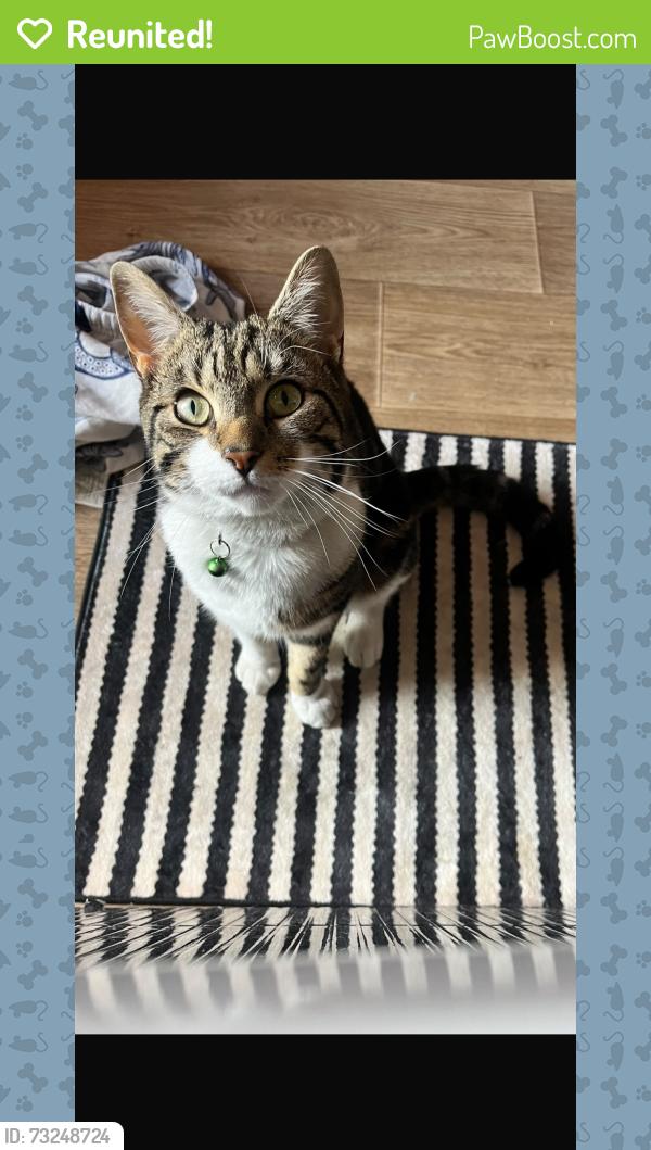 Reunited Male Cat last seen Rodley roundabout, Rodley, England 