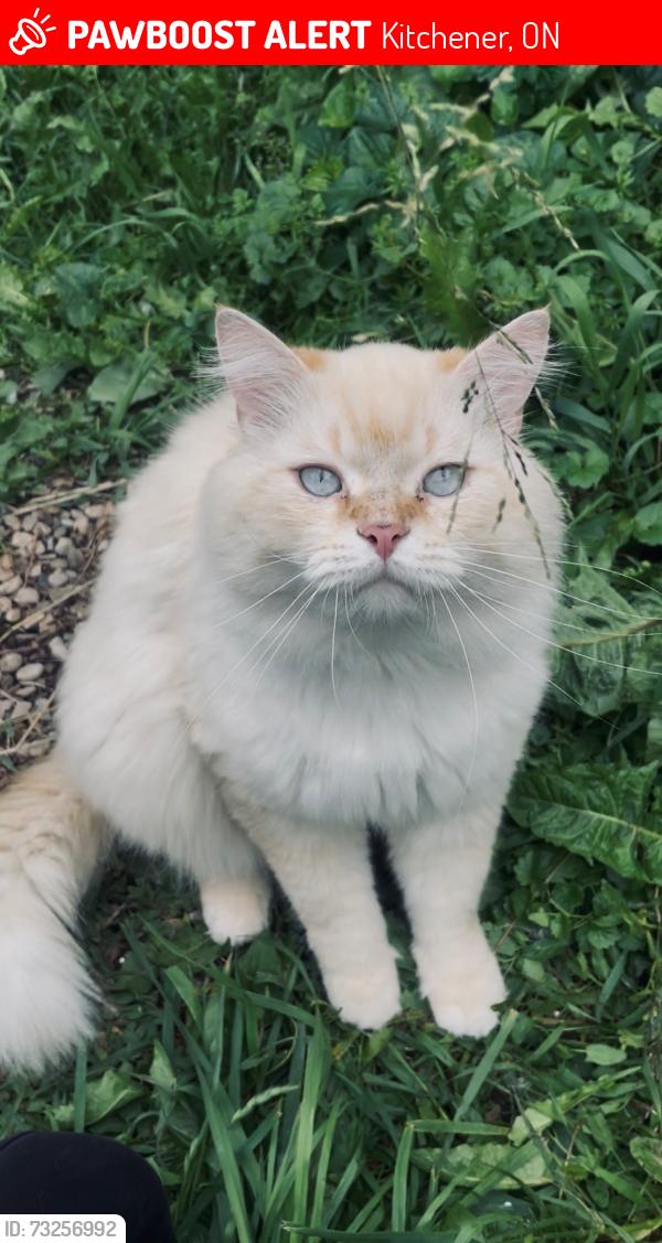 Lost Male Cat last seen Scenic drive, Kitchener, ON 