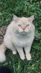 Lost Male Cat last seen Scenic drive, Kitchener, ON 