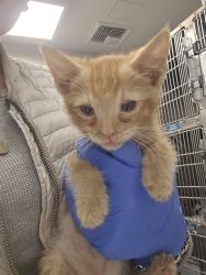 Shelter Stray Male Cat last seen Near BLOCK STATE ST, SAN JACINTO, 581 S Grand Ave, San Jacinto, CA 92582, USA