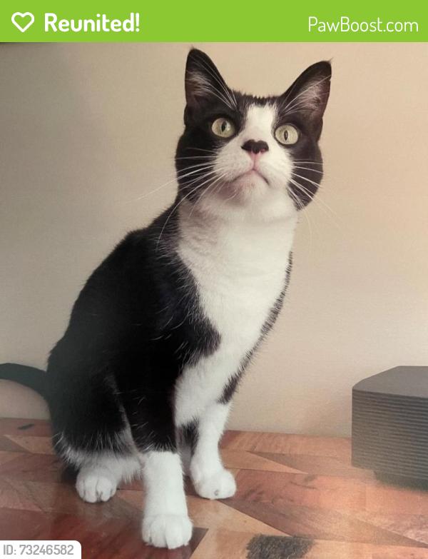 Reunited Male Cat last seen Warfield Ave and Boulevard Way, Oakland, CA 94610