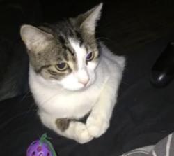 Reunited Male Cat last seen Wallington, Greater London, England 