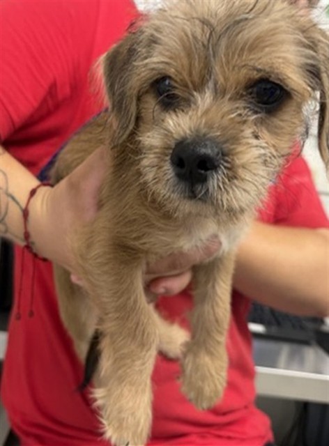 Shelter Stray Male Dog last seen KEMPSTER X MILLER, 333 Chandler Pl, San Bernardino, CA 92408, USA