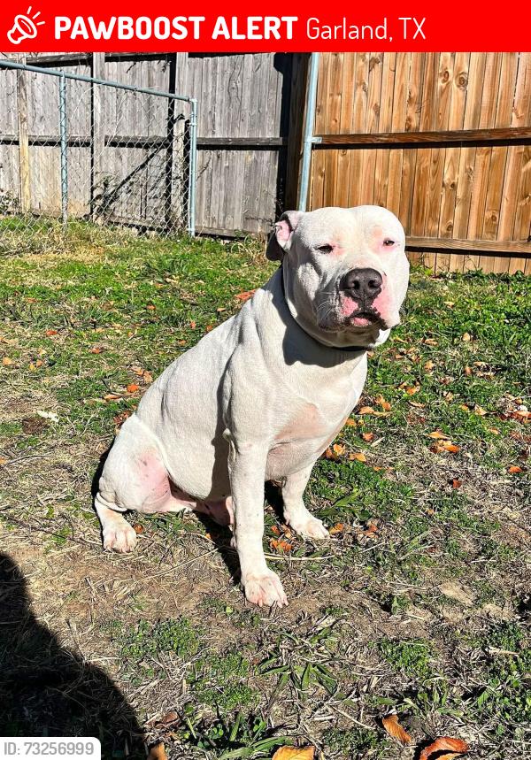 Lost Male Dog last seen Centerville, Garland, TX 75040