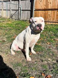 Lost Male Dog last seen Centerville, Garland, TX 75040