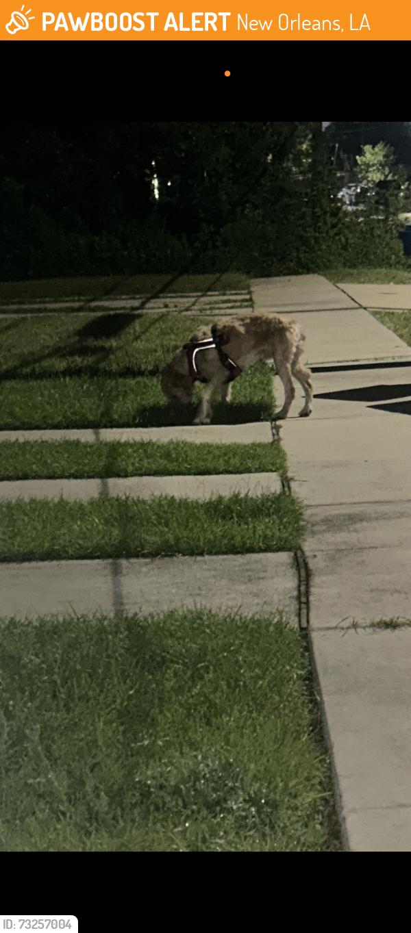 Found/Stray Unknown Dog last seen Deslonde Street, New Orleans, LA 70117