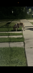 Found/Stray Unknown Dog last seen Deslonde Street, New Orleans, LA 70117